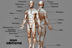 karditsiotiki-anatomia